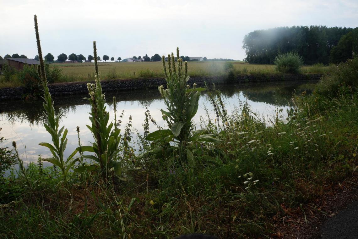 01 molene en tete