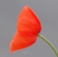Bouton coquelicot