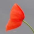 Bouton coquelicot