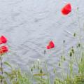 Coquelicots25 1
