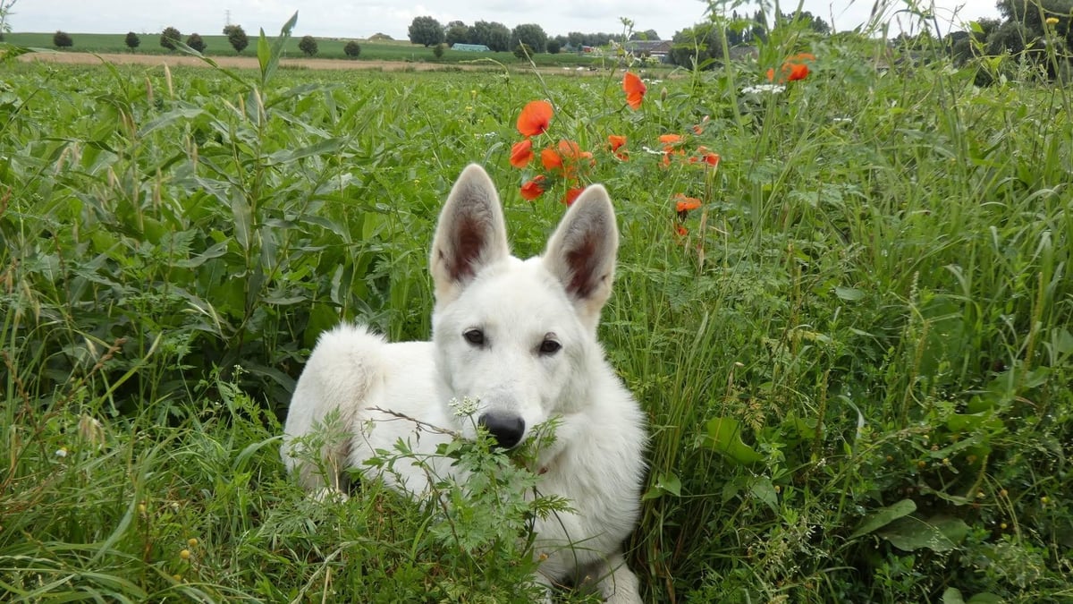 Dans coquelicots man