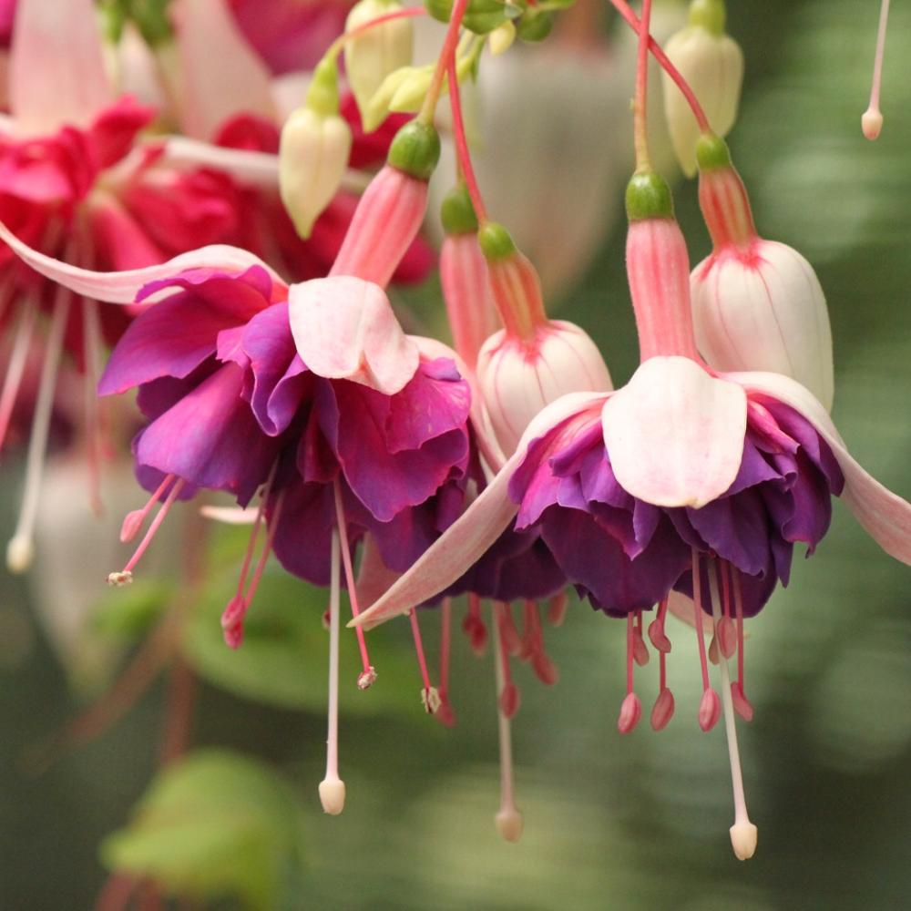 Duchesse anne de bretagne