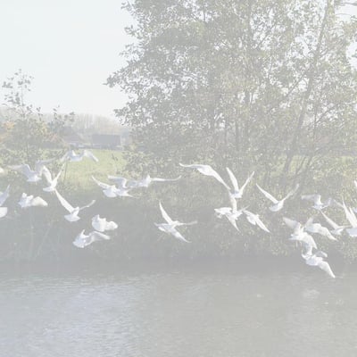 Envol mouettes f