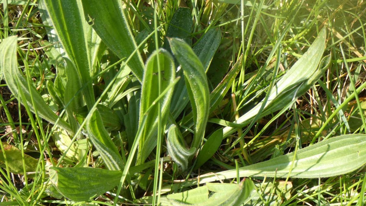Plantain lanceole