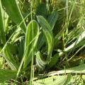 Plantain lanceole