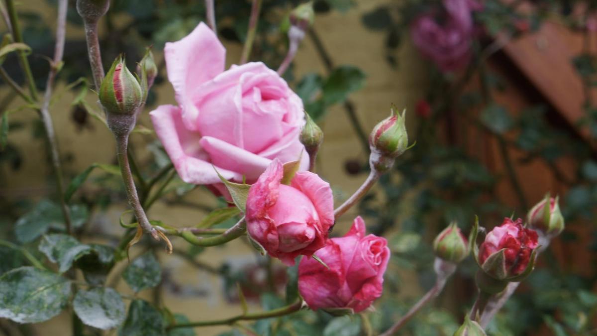 Rosess