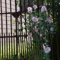 Rosestremieres