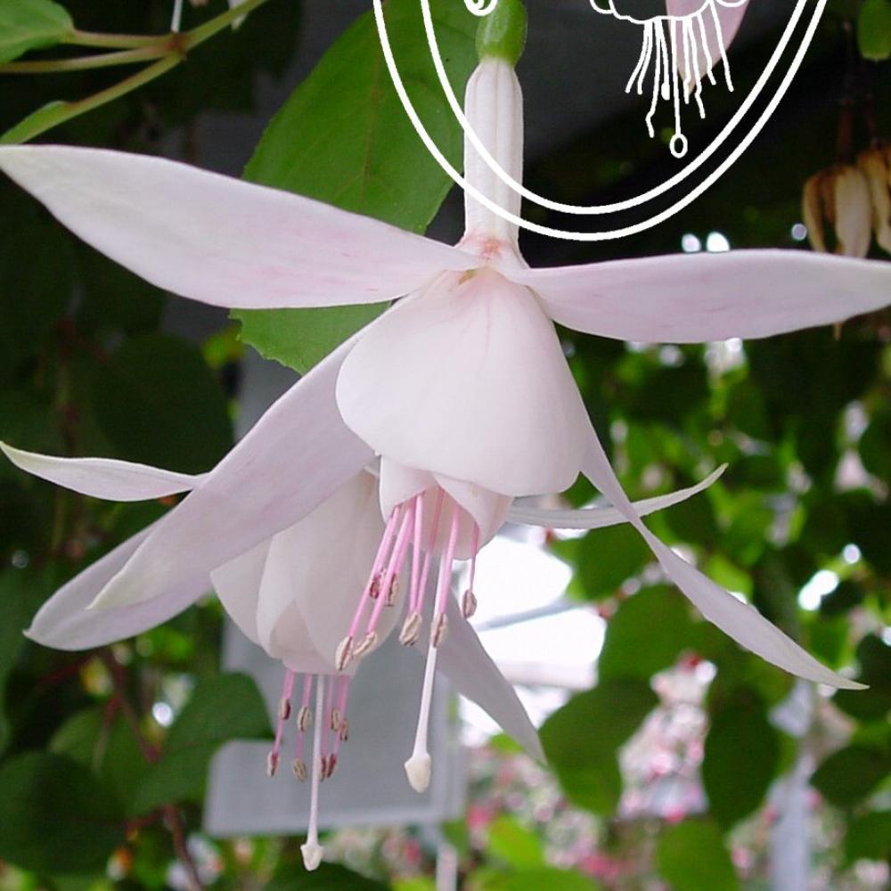 White fairy